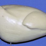 Ring-necked Hen Flying / Standing