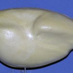 Ring-necked Pheasant Flying