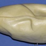 Snow Goose (Blue & White)