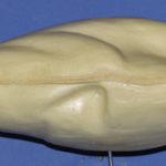 Ross Goose • Cackler