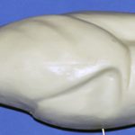 Canadian Goose • 10-11 lbs.