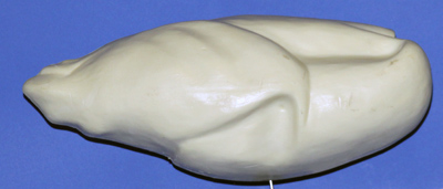 Canadian Goose • 10-11 lbs.