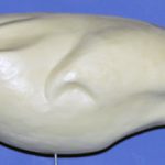 Sandhill Crane • 7 1/2 lbs.