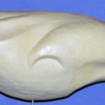 Sandhill Crane • 9 lbs.