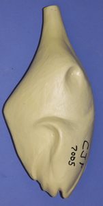 CJP7005 Turkey - Flying