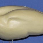 Red-tailed Hawk Female