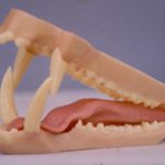 CJS130 Mohr Javalina Jaw Set