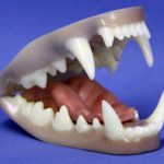 CJS152 Badger Jaw Set by Mohr