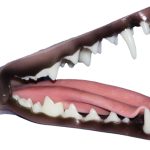 CJS153 Red Fox with Extended Throat