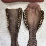 Antelope Jawset