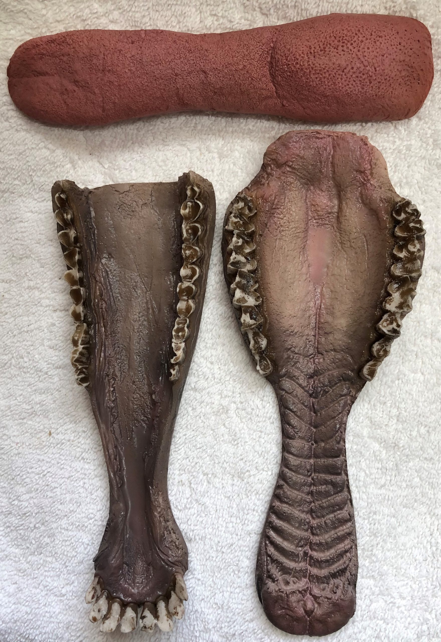 Antelope Jawset