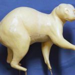 CKWRC1 Raccoon by Ken Walker