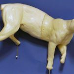 CKWCOUGAR1 Cougar Walking Down Ledge - Ken Walker