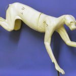 CLX31 Lynx - Peter Knapton