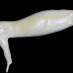 CM16R Marten - Peter Knapton