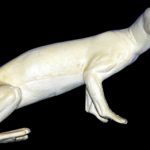 CM19 Marten - Peter Knapton