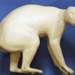 CRC1 Raccoon - Peter Knapton