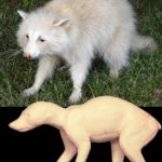 CRC17 Raccoon - Peter Knapton