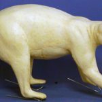 CRC26 Raccoon - Peter Knapton