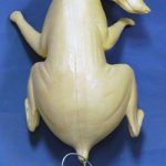 CRC2 Raccoon - Peter Knapton