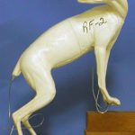 CRF2 Red Fox - Peter Knapton