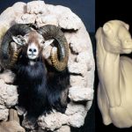 CSHP104 Sheep - (Mouflon/Corsican)