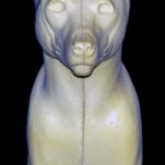 CCOS4 Coyote -Shoulder - Peter Knapton