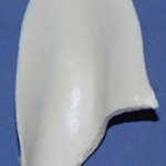 CST105 Raccoon Ear Liners