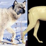 CTW346 Timber Wolf - Peter Knapton