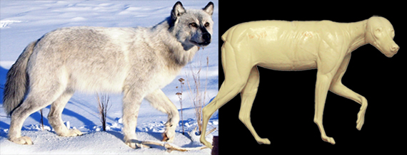 CTW346 Timber Wolf - Peter Knapton