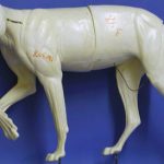 CTW348 Timber Wolf - Peter Knapton