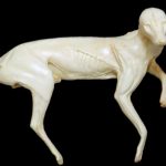 CVH070 Gray Fox - Vic Heincker