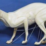 CVH071 Gray Fox - Vic Heincker