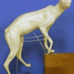 CVH072 Gray Fox - Vic Heincker