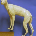 CVH102 Coyote - Vic Heincker