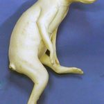 CVH403 Raccoon - Vic Heincker