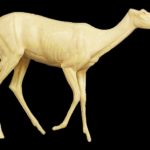 CVH450 Whitetail Deer Walking