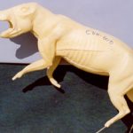 CVH600 Javelina - Vic Heincker