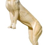 CVH725 Cougar - Standing, Front Up - Vic Heincker