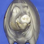 CWB01L CM Wild Boar - Closed Mouth