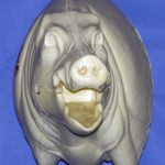 CWB01L Wild Boar - Open Mouth