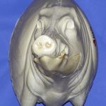 CWB01R CM Wild Boar - Closed Mouth