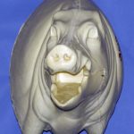 CWB01R Wild Boar - Open Mouth