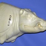 CWB01S CM Wild Boar - Closed Mouth