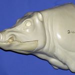 CWB02S CM Wild Boar - Closed Mouth