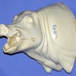 CWB03L Wild Boar - Open Mouth