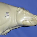 CWB04S CM Wild Boar - Closed Mouth