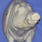CWB05L CM Wild Boar - Closed Mouth
