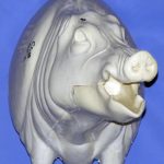 CWB05L Wild Boar - Open Mouth