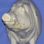 CWB05R CM Wild Boar - Closed Mouth